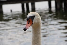 gorgeous beauty Water Bird