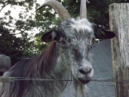 Colorful cute goat near the fence