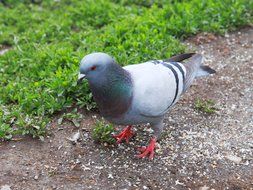 grey Pigeon with red feet on ground
