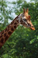 portrait of african giraffe with long neck