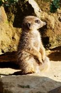 meerkat basking in the evening sun