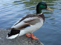 duck close to the water