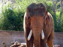 elephant with cut off ivories