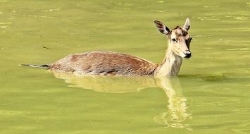 royal stag in the water