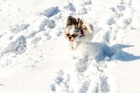 Running small puppy on a snow