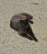 black cat relaxing