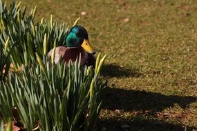Pato Mirada bird