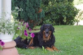 black dog lies on green grass near the house