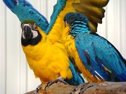 two parrots with yellow-blue plumage