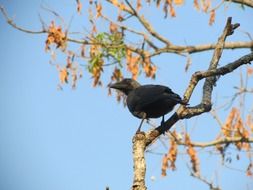 black Raven on tree autumn portrait