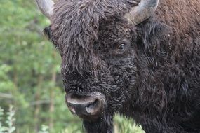 black bison on the background of green grass