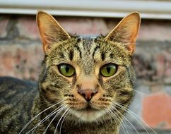 cat near a brick wall