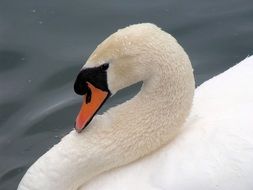 elegant white swan close-up