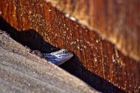 cute and beautiful Lizard Reptile