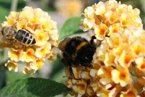 bees on flowers