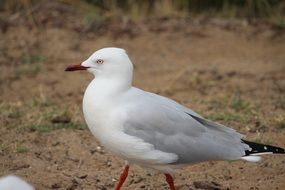 seagull in the wildlife