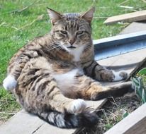 Cat Sun Grass
