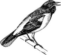 Oriole Baltimore, songbird, white and black illustration