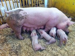 pink pig feeds piglets