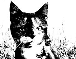 portrait of a domestic cat in black and white