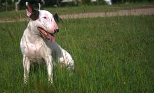 charmingly cute Bullterrier Dog