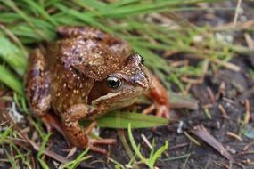 frog on the ground with grass