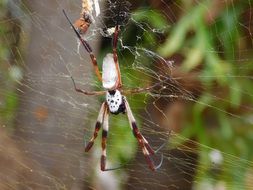 Garden big Spider Insect