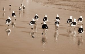 black and white seagulls on wet sand