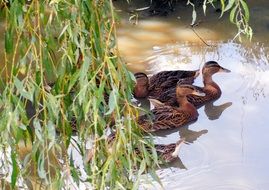 a flock of wild brown ducks in a pond