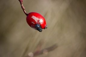 insect on wild rose berry