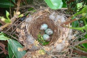 Close-up of the nest of the birds