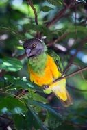 Senegal Parrot on branch among leaves, Poicephalus senegalus