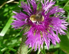 bumblebee on the purple cornflower