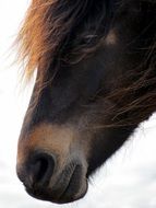 Head of the pony