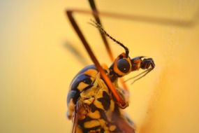 spotted mosquito close up