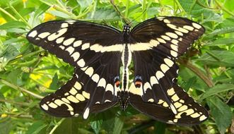 mating black-white butterflies