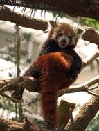 Red Panda rests on the tree branch in China