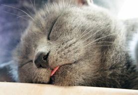 Grey domestic cat is sleeping