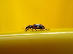 spotted beetle macro