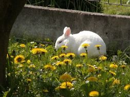 Beautiful and cute rabbit near the fence