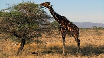 Giraffe, Kenya Safari