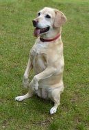 dog sitting on its hind legs