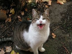 domestic cat sits on the ground