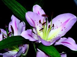 Picture of the purple lilies in nature