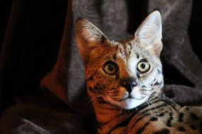 Serval cat sharpened his eyes on something