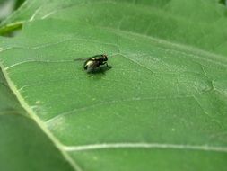 a fly on a big green leaf