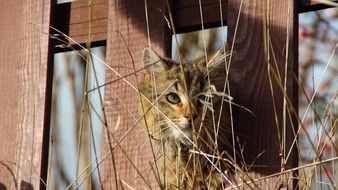 the kitten looks through the fence