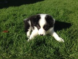 black and white puppy playing in the grass
