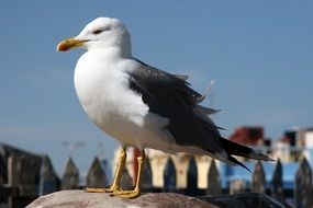 seagull on a stone against the background of the city