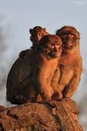 three Berber Monkeys sitting together on rock